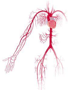Сосудистая хирургия в Киеве